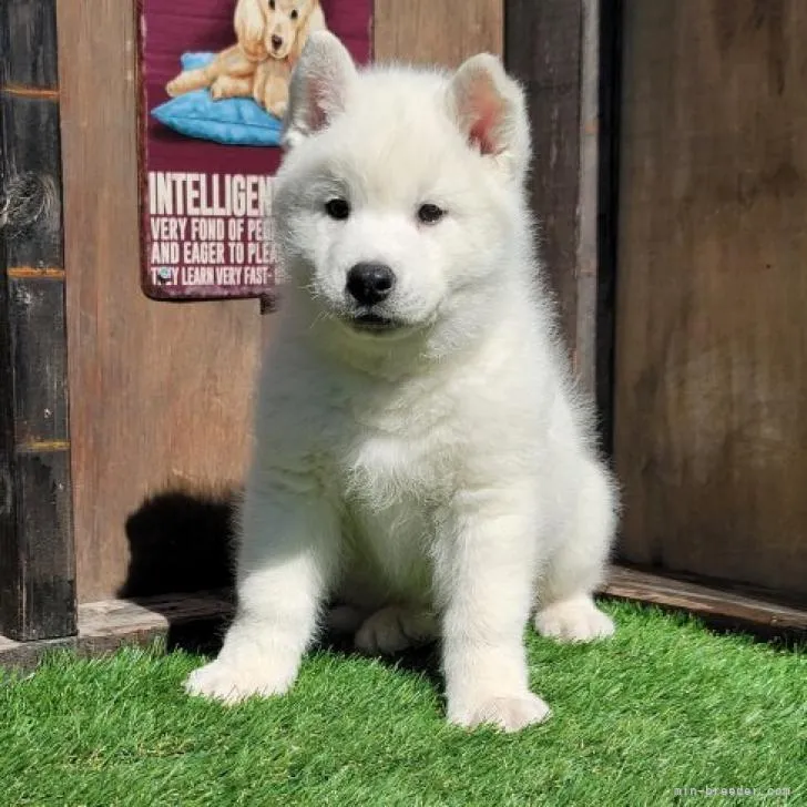 ID：2209-01104の子犬