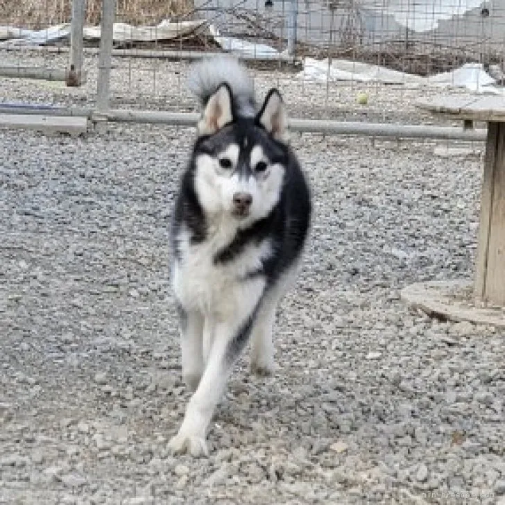 ID：2209-04337の子犬