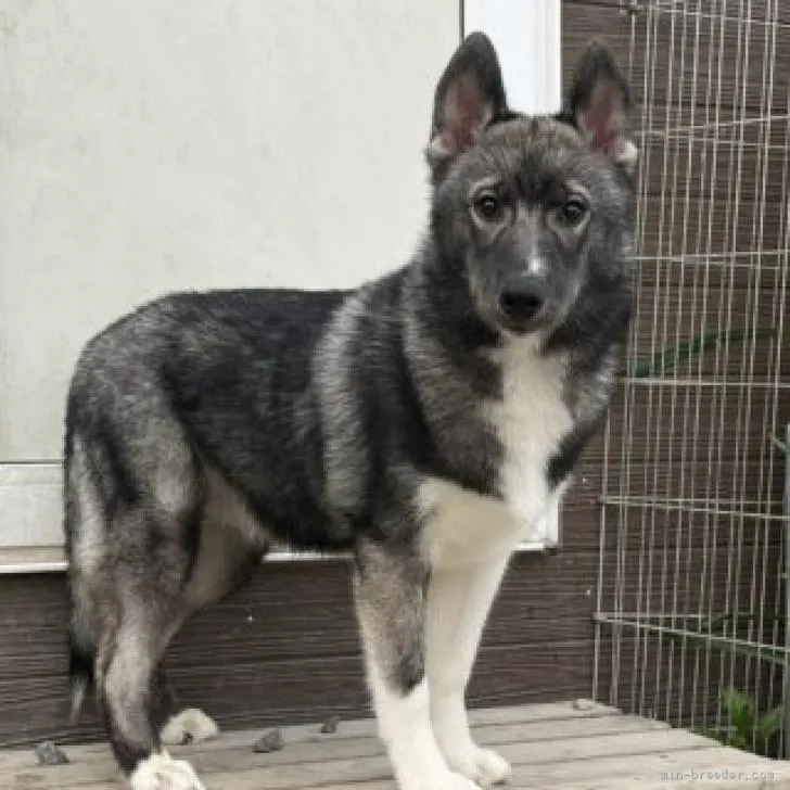 ID：2203-01214の子犬