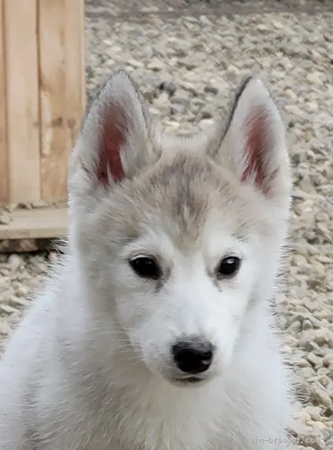 ID：2109-00518の子犬