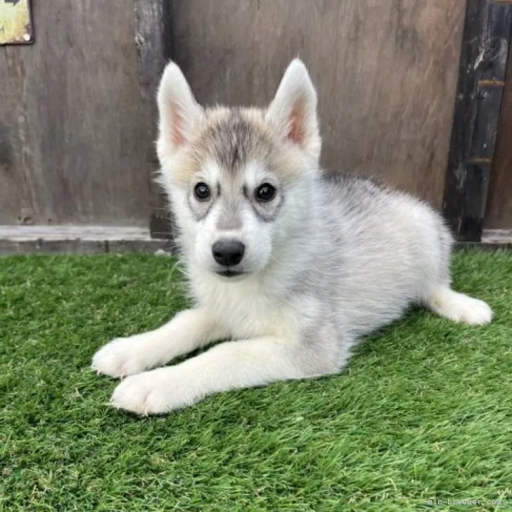 ID:2209-04338の子犬