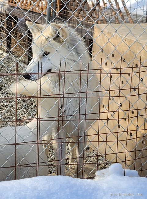 狼犬【・男の子・2021年5月1日・ホワイトクリーム】