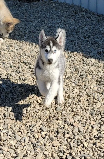 ID：2108-04233の子犬