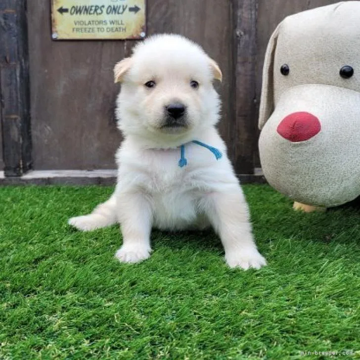 ID:2208-05093の子犬