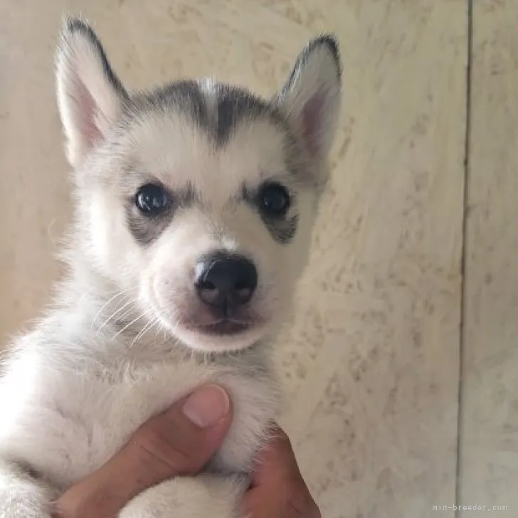 ID：2308-00798の子犬