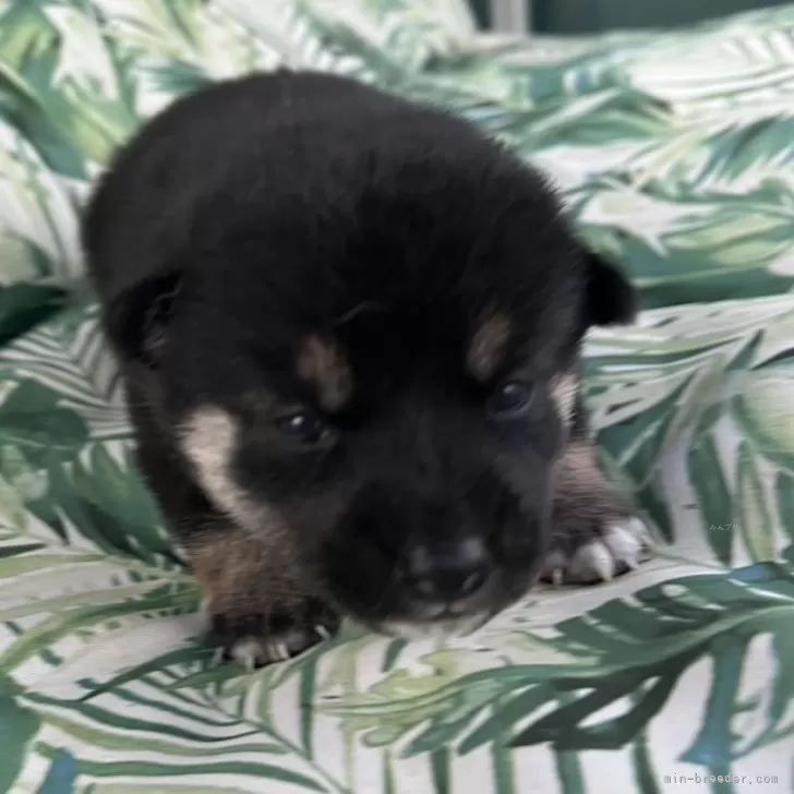 ID：2410-00293の子犬