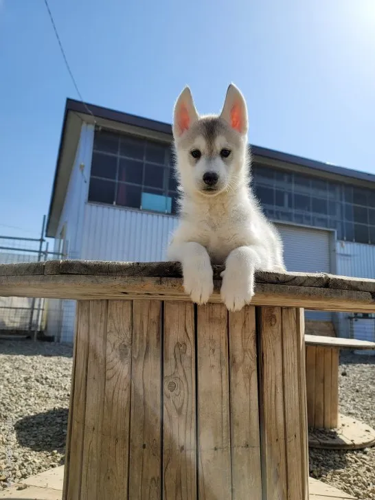 ID:2204-00054の子犬