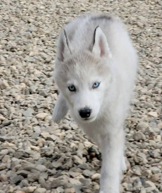 ID：2109-00517の子犬