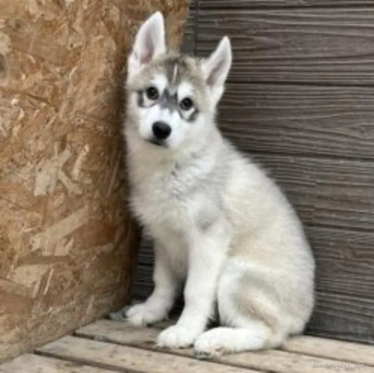 ID：2204-00586の子犬