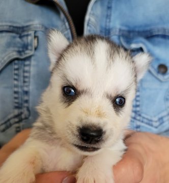 シベリアンハスキー【北海道・女の子・2021年11月11日・シルバー&ホワイト】の写真「チョー可愛いお顔の女の子」