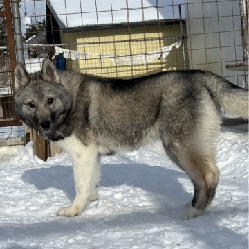 シベリアンハスキー【北海道・女の子・2023年10月9日・アグーティ】の写真「両親準外産遺伝子クリアの子犬達です。」