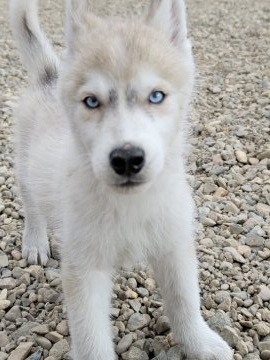 シベリアンハスキー【北海道・男の子・2021年8月9日・シルバー&ホワイト】の写真「綺麗なブルーアイの男の子」