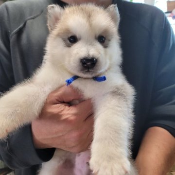 アラスカンマラミュート【北海道・男の子・2024年1月9日・シルバー】の写真「両親ロシア輸入犬」