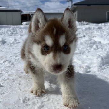 シベリアンハスキー【北海道・男の子・2024年2月4日・チョコレート&ホワイト】の写真「両親準外産遺伝子クリアの子犬達です。」