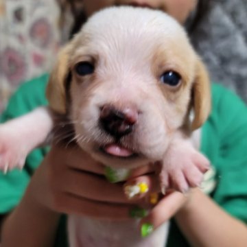 ビーグル【北海道・男の子・2024年3月7日・レモン】の写真「両親遺伝子クリア母親外産輸入犬
綺麗なレモン色」