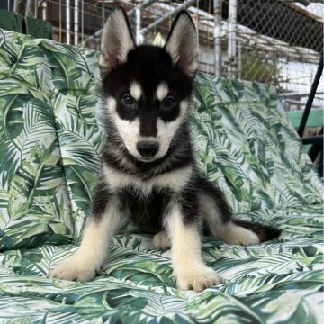シベリアンハスキー【北海道・男の子・2024年5月8日・ジェットブラック】の写真「父親輸入犬母親準外産両親遺伝子クリアの子犬達です。」