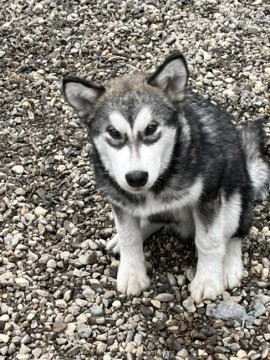 アラスカンマラミュート【北海道・男の子・2021年6月24日・セーブル】の写真「両親ロシア輸入犬
仔犬は準外産」