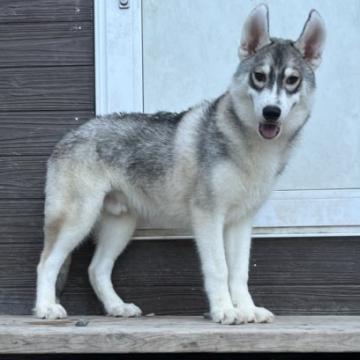 シベリアンハスキー【北海道・男の子・2022年3月5日・シルバー&ホワイト】の写真「可愛いシルバーの男の子」