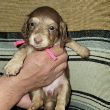 ミニチュアダックスフンド(ロング)【北海道・女の子・2024年3月8日・チョコレートタン】の写真「可愛いチョコの女の子です」