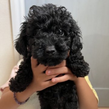 トイプードル(タイニー)【北海道・男の子・2024年7月10日・ブラック】の写真「タイニーの可愛い男の子です。」