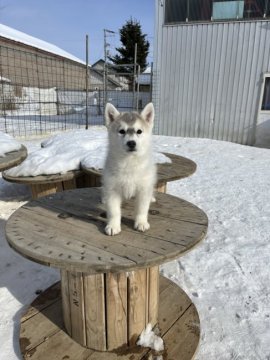 シベリアンハスキー【北海道・女の子・2021年11月24日・シルバー&ホワイト】の写真「チョー可愛いお顔の女の子」