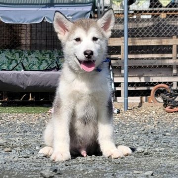 アラスカンマラミュート【北海道・男の子・2023年7月7日・シルバー】の写真「父親ロシア輸入犬
母親準外産」