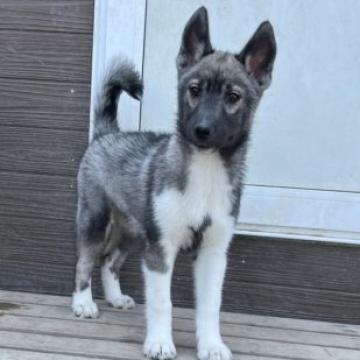 シベリアンハスキー【北海道・女の子・2022年2月28日・アグーティ】の写真「レアカラーのアグーティ」