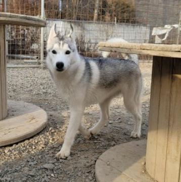 シベリアンハスキー【北海道・男の子・2022年5月2日・シルバー&ホワイト】の写真「両親遺伝子検査クリア
人懐っこいシルバーの男の子」