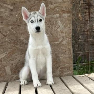 シベリアンハスキー【北海道・女の子・2022年4月30日・シルバー&ホワイト】の写真「バイアイ女の子」