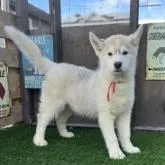 シベリアンハスキー【北海道・女の子・2022年9月2日・シルバー&ホワイト】の写真1