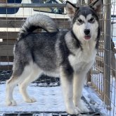 アラスカンマラミュート