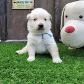 ゴールデンレトリバー【北海道・男の子・2022年8月3日・クリーム】の写真1