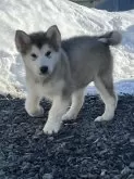 アラスカンマラミュート【北海道・女の子・2024年1月10日・シルバー&ホワイト】の写真2