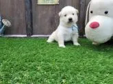 ゴールデンレトリバー【北海道・男の子・2022年8月3日・クリーム】の写真3