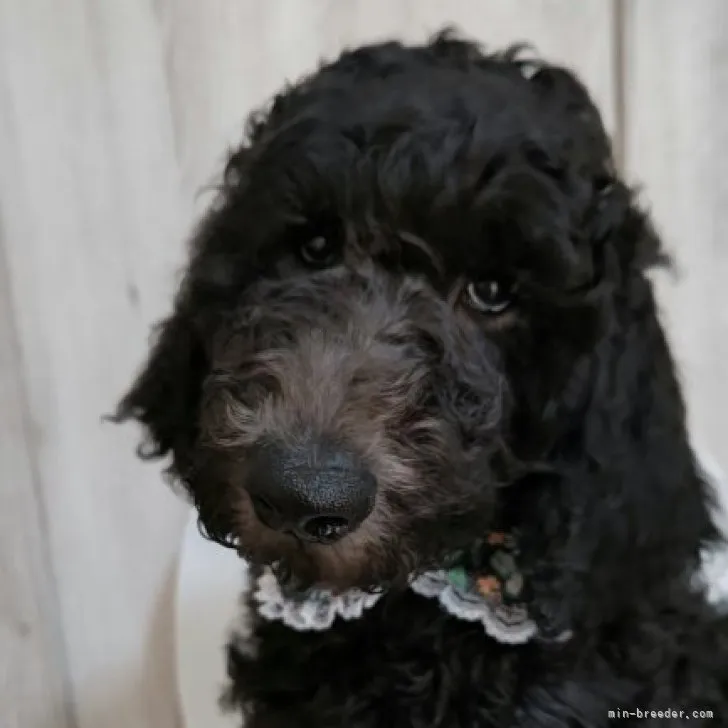 ID:2302-03829の子犬