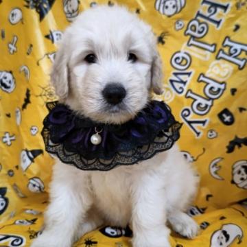 ゴールデンドゥードル【埼玉県・男の子・2022年8月21日・クリーム】の写真「癒しのお顔✿」