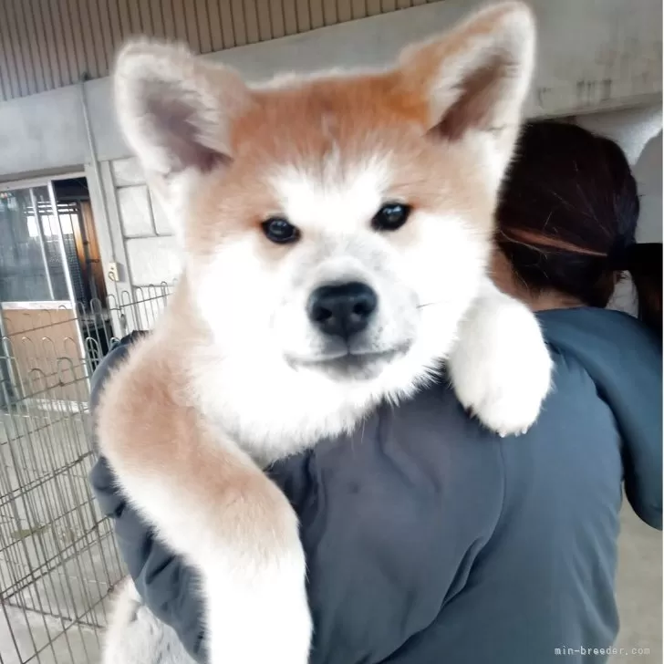 ID:2502-00523の子犬