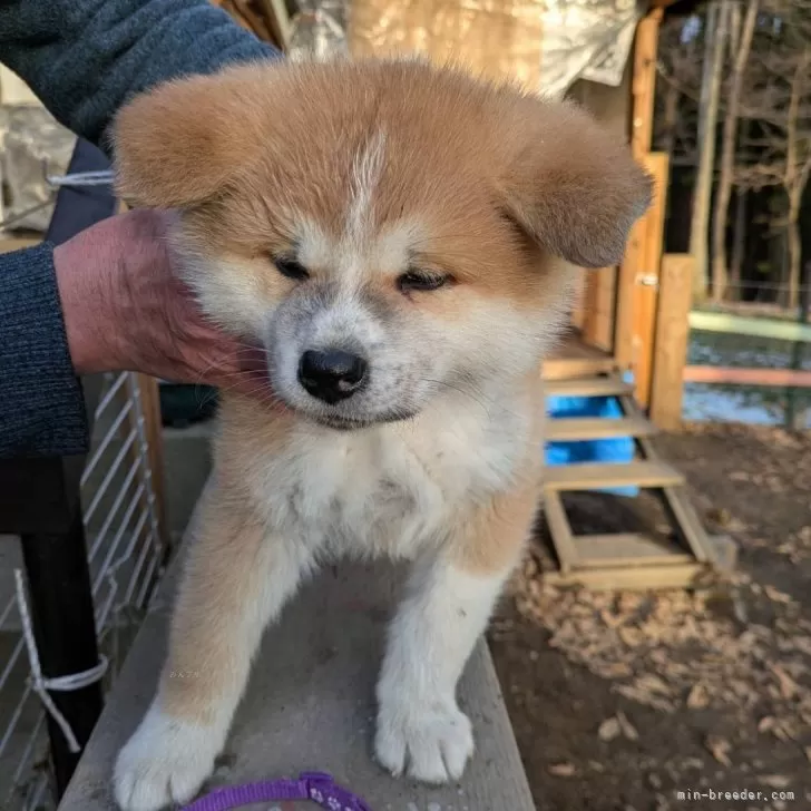 ID：2502-00524の子犬