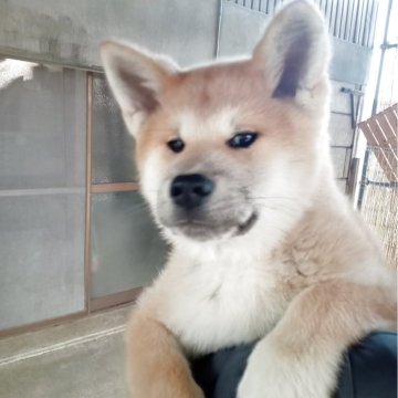 秋田犬【宮城県・男の子・2024年12月15日・赤】の写真「可愛い赤毛の男の子」