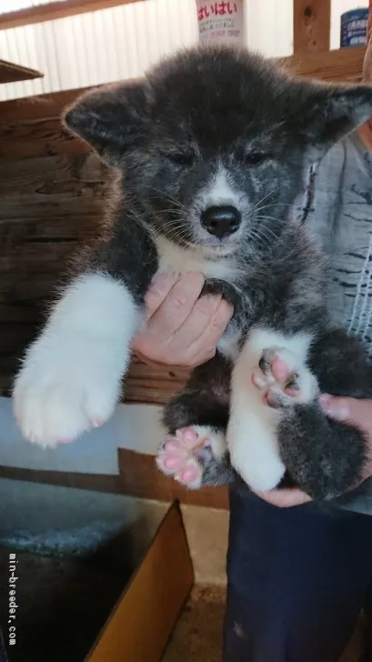 ID:2006-01729の子犬