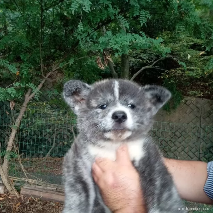 ID:2409-02536の子犬