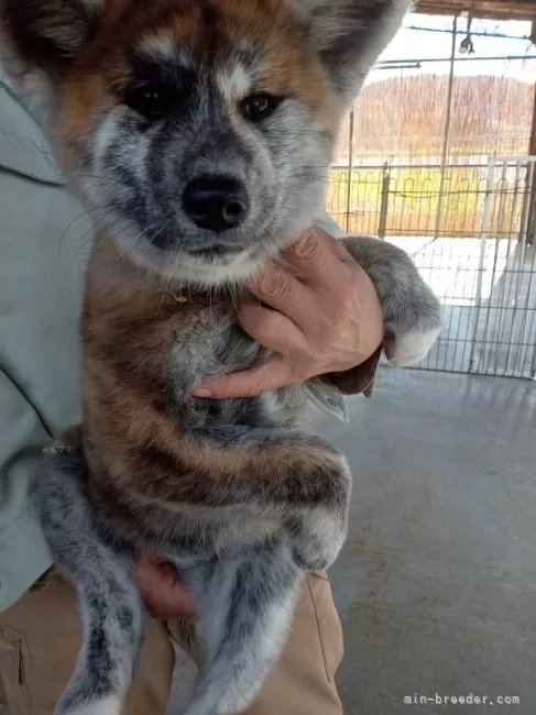 ID：2410-05215の子犬