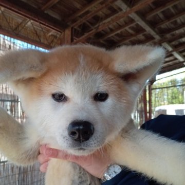 秋田犬【宮城県・女の子・2024年2月22日・赤】の写真「人懐っこくておとなしい子です✨」
