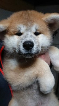 秋田犬【宮城県・女の子・2021年1月11日・赤毛】の写真「元気で綺麗な赤色の女の子🐶」