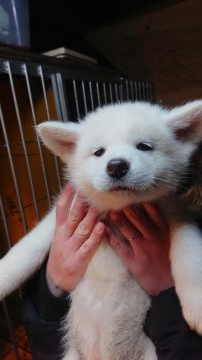 秋田犬【宮城県・女の子・2019年12月6日・白毛】の写真「とっても美人さんな白毛の女の子」