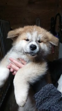 秋田犬【宮城県・男の子・2021年1月11日・赤毛】の写真「とても大きく可愛く成長しました⤴️」