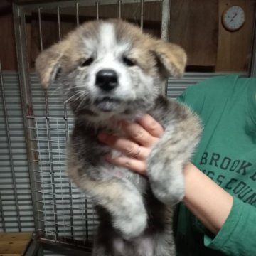 秋田犬【宮城県・男の子・2023年7月26日・虎毛】の写真「イケメンの虎毛の男の子👦」