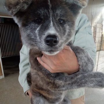 秋田犬【宮城県・男の子・2024年8月15日・虎毛】の写真「今がチャンス！２週間限定！最終値下げ！」