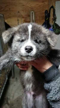 秋田犬【宮城県・男の子・2021年1月16日・虎毛】の写真「カッコいい虎毛の男の子」