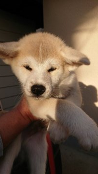 秋田犬【宮城県・男の子・2019年9月13日・赤毛】の写真「赤毛の男の子」